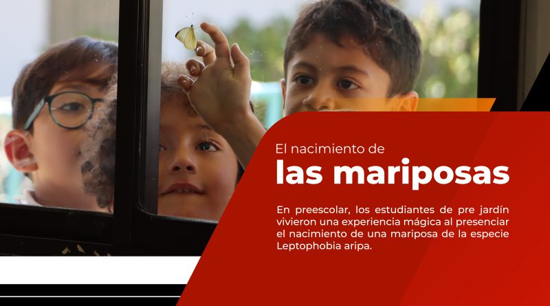 El nacimiento de las mariposas